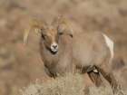 Young Rocky Mountain bighorn ram during the rut along the Rio Grande River Canyon, New Mexico Art Print
